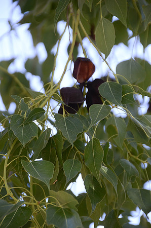 aRm169
